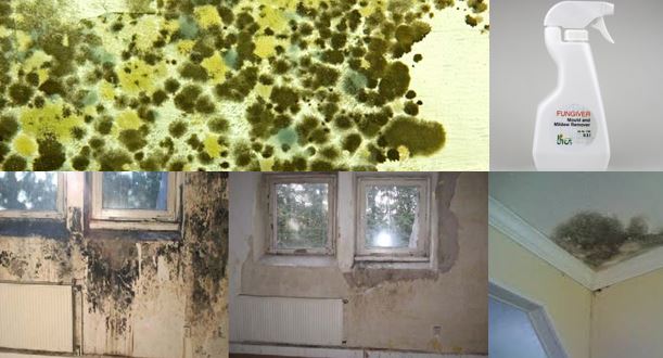 Mould Treatment