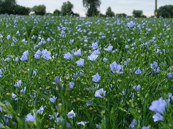 Why linseed is so popular for flooring finishing products?